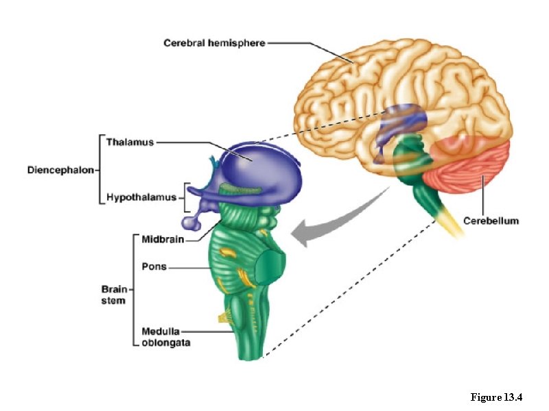 Figure 13. 4 