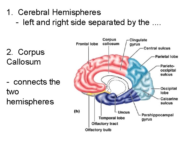 1. Cerebral Hemispheres - left and right side separated by the. . 2. Corpus