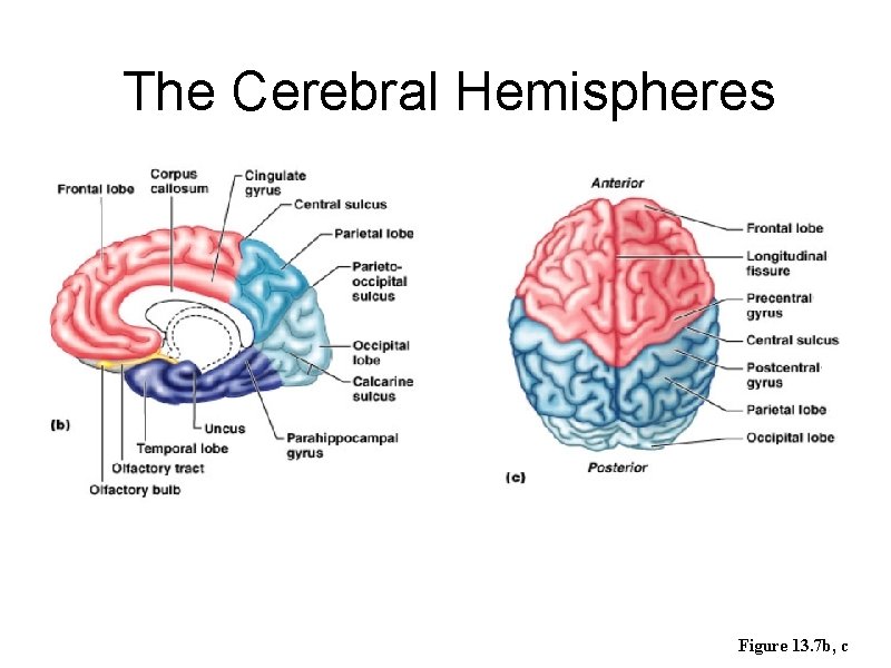 The Cerebral Hemispheres Figure 13. 7 b, c 