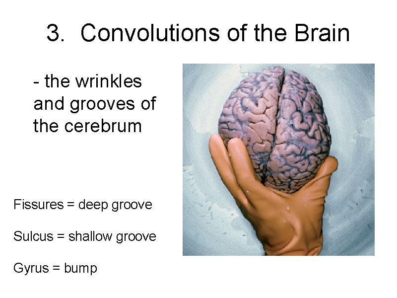 3. Convolutions of the Brain - the wrinkles and grooves of the cerebrum Fissures