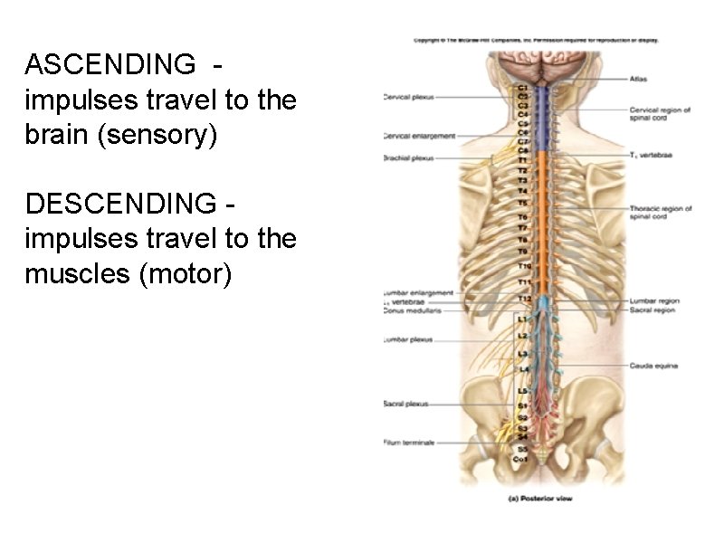 ASCENDING impulses travel to the brain (sensory) DESCENDING impulses travel to the muscles (motor)