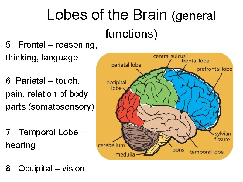 Lobes of the Brain (general 5. Frontal – reasoning, thinking, language 6. Parietal –