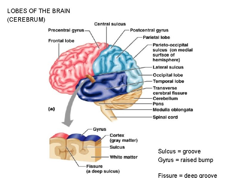 LOBES OF THE BRAIN (CEREBRUM) Figure 13. 7 a Sulcus = groove Gyrus =