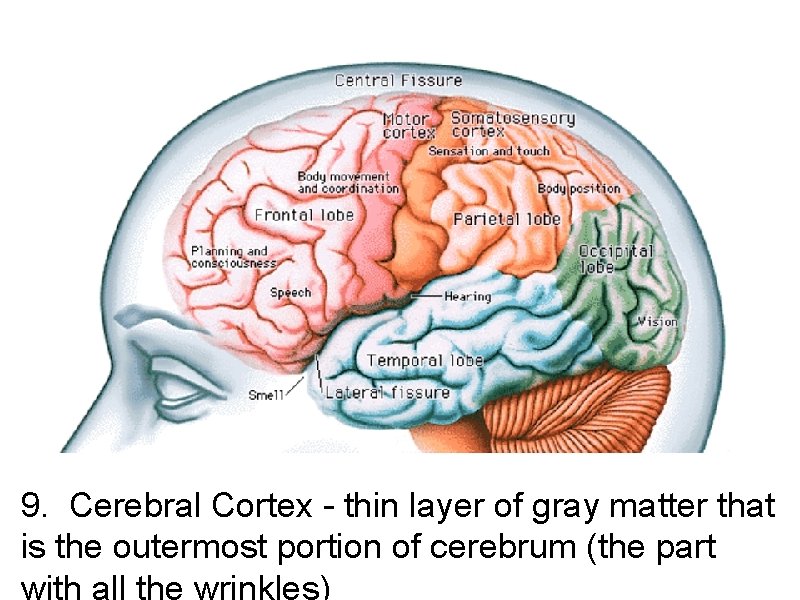 9. Cerebral Cortex - thin layer of gray matter that is the outermost portion