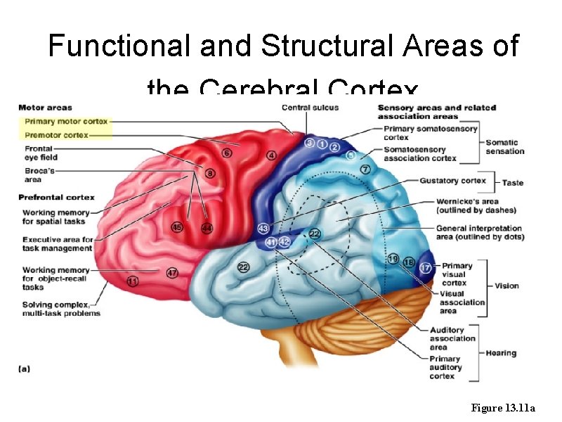 Functional and Structural Areas of the Cerebral Cortex Figure 13. 11 a 