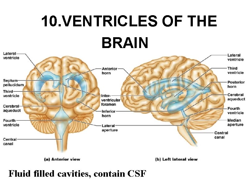 10. VENTRICLES OF THE BRAIN Fluid filled cavities, contain CSF 