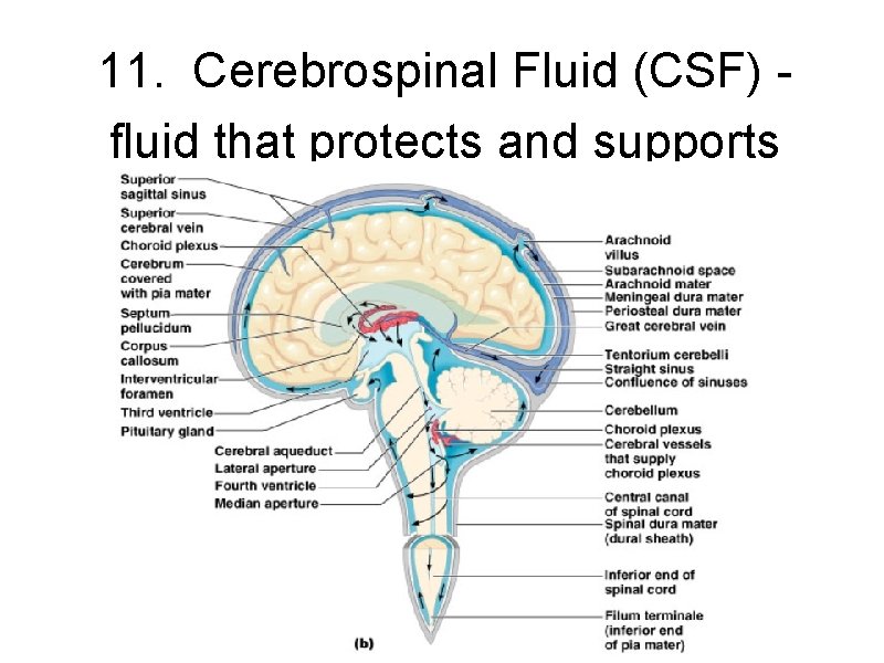 11. Cerebrospinal Fluid (CSF) fluid that protects and supports brain Figure 13. 27 b