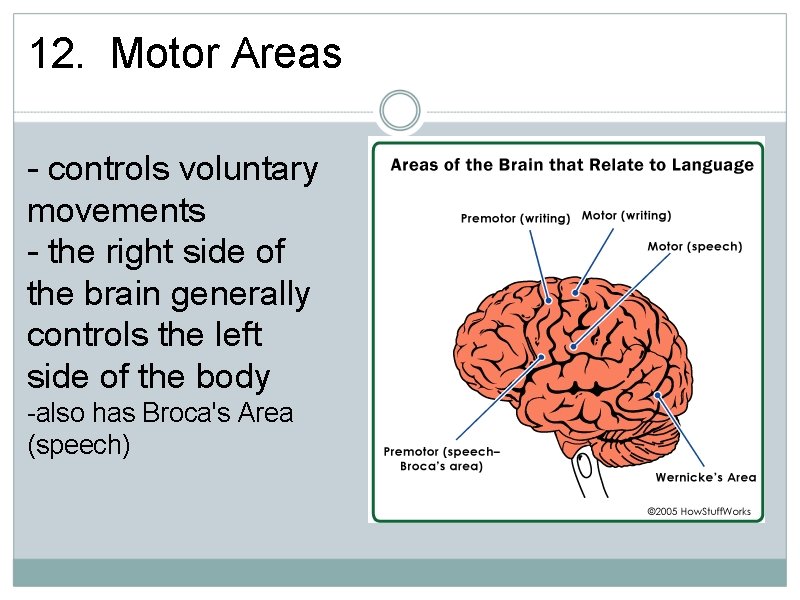 12. Motor Areas - controls voluntary movements - the right side of the brain