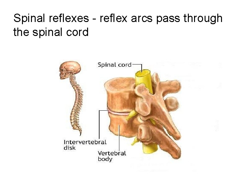 Spinal reflexes - reflex arcs pass through the spinal cord 