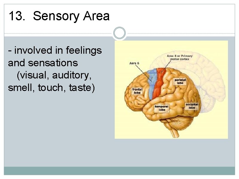 13. Sensory Area - involved in feelings and sensations (visual, auditory, smell, touch, taste)