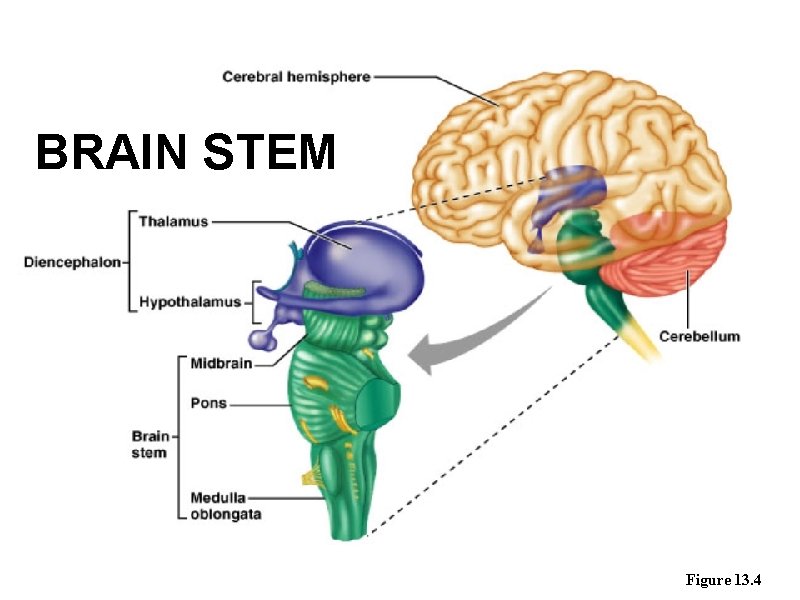 BRAIN STEM Figure 13. 4 