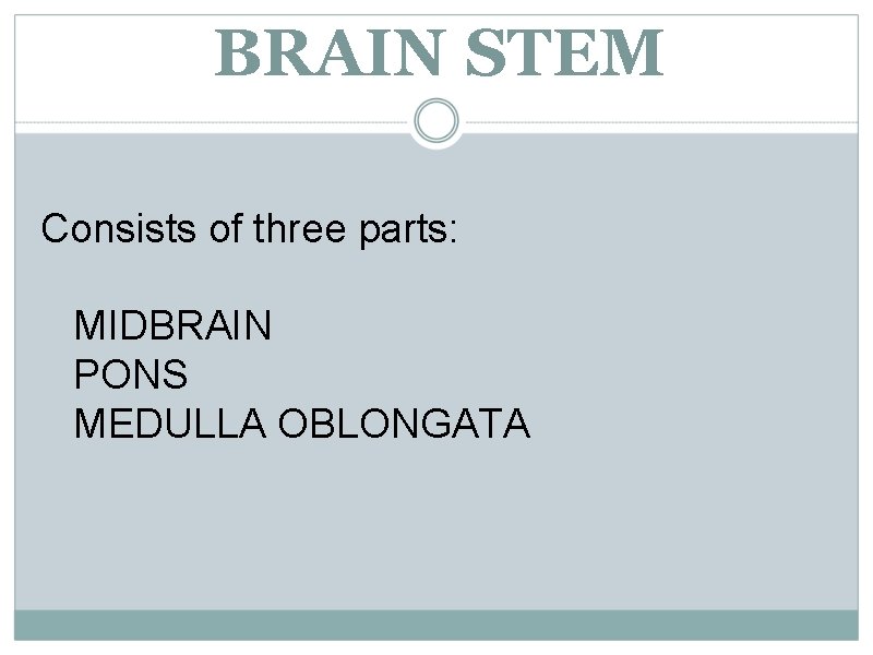 BRAIN STEM Consists of three parts: MIDBRAIN PONS MEDULLA OBLONGATA 