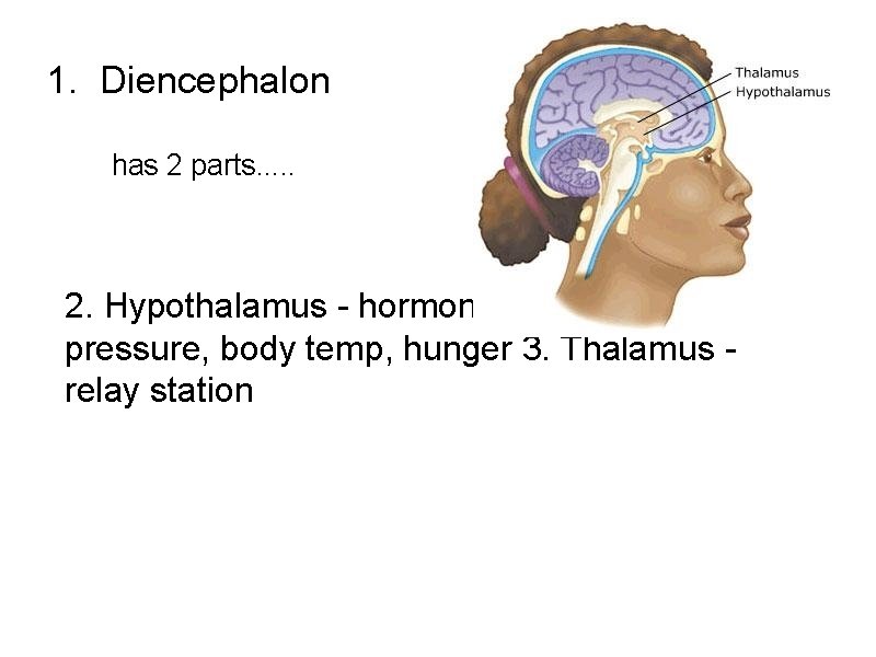 1. Diencephalon has 2 parts. . . 2. Hypothalamus - hormones, heart rate, blood