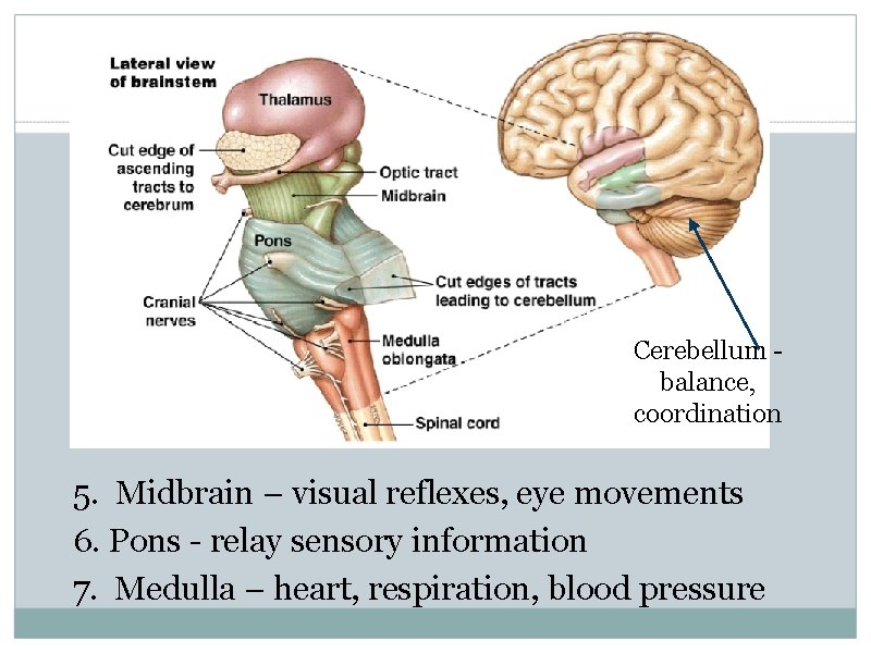 Cerebellum balance, coordination 5. Midbrain – visual reflexes, eye movements 6. Pons - relay