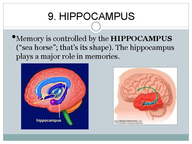 9. HIPPOCAMPUS • Memory is controlled by the HIPPOCAMPUS (“sea horse”; that’s its shape).