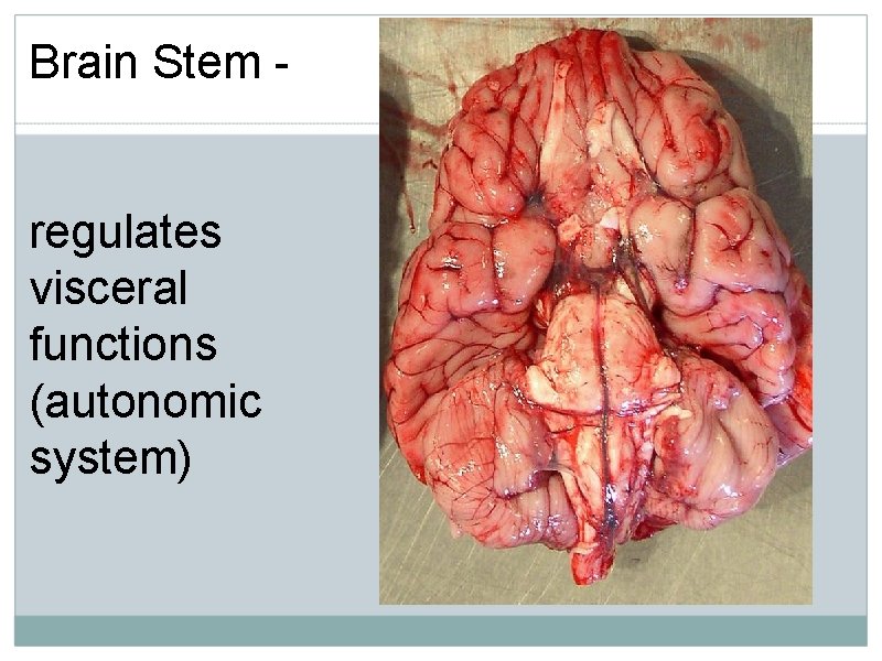 Brain Stem regulates visceral functions (autonomic system) 
