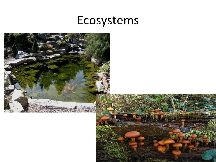 Ecosystems 