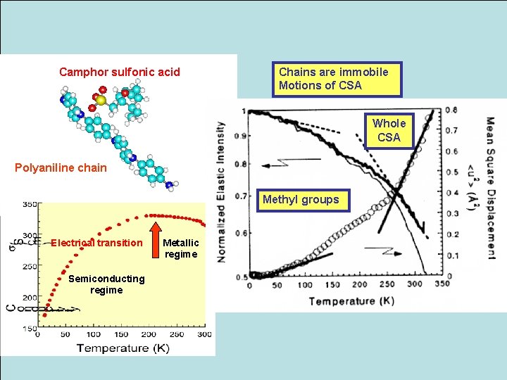 Camphor sulfonic acid Chains are immobile Motions of CSA Whole CSA Polyaniline chain Methyl