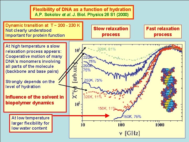 Flexibility of DNA as a function of hydration A. P. Sokolov et al. J.