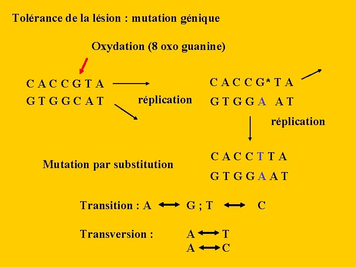 Tolérance de la lésion : mutation génique Oxydation (8 oxo guanine) CACCGTA GTGGCAT C