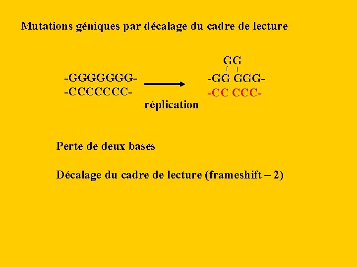 Mutations géniques par décalage du cadre de lecture -GGGGGGG-CCCCCCC- réplication GG -GG GGG-CC CCC-