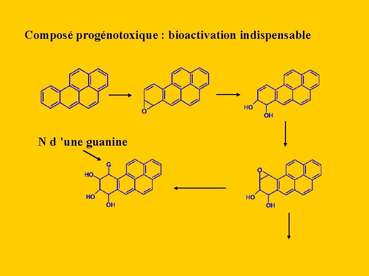 Composé progénotoxique : bioactivation indispensable N d ’une guanine 