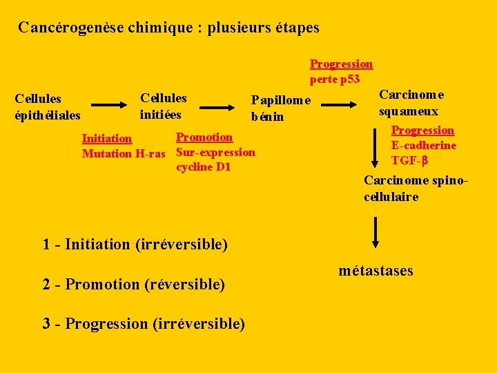 Cancérogenèse chimique : plusieurs étapes Progression perte p 53 Cellules épithéliales Cellules initiées Papillome