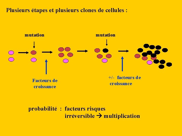 Plusieurs étapes et plusieurs clones de cellules : mutation Facteurs de croissance mutation +/-