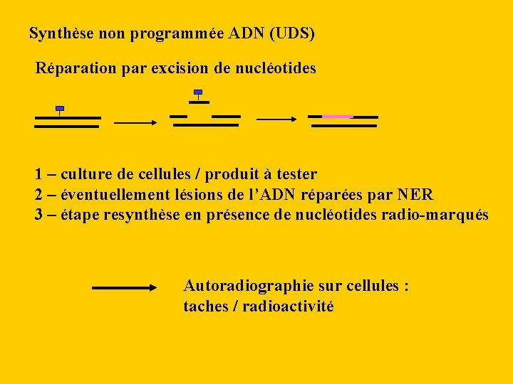 Synthèse non programmée ADN (UDS) Réparation par excision de nucléotides 1 – culture de