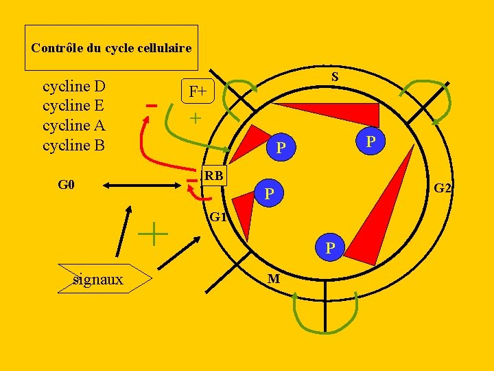 Contrôle du cycle cellulaire cycline D cycline E cycline A cycline B G 0