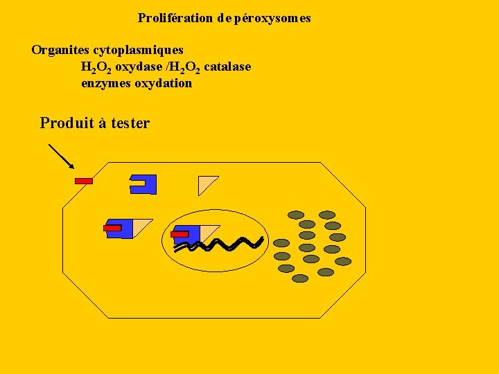 Prolifération de péroxysomes Organites cytoplasmiques H 2 O 2 oxydase /H 2 O 2