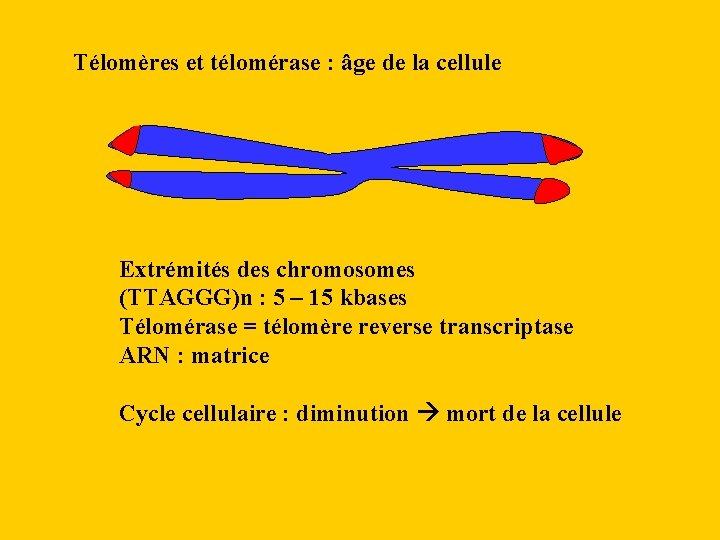 Télomères et télomérase : âge de la cellule Extrémités des chromosomes (TTAGGG)n : 5