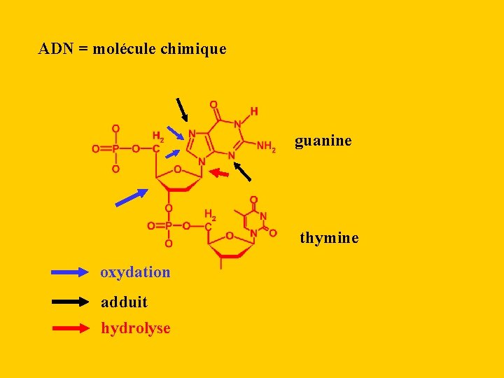 ADN = molécule chimique guanine thymine oxydation adduit hydrolyse 