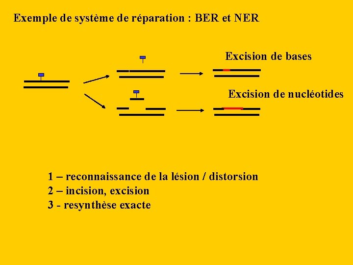 Exemple de système de réparation : BER et NER Excision de bases Excision de