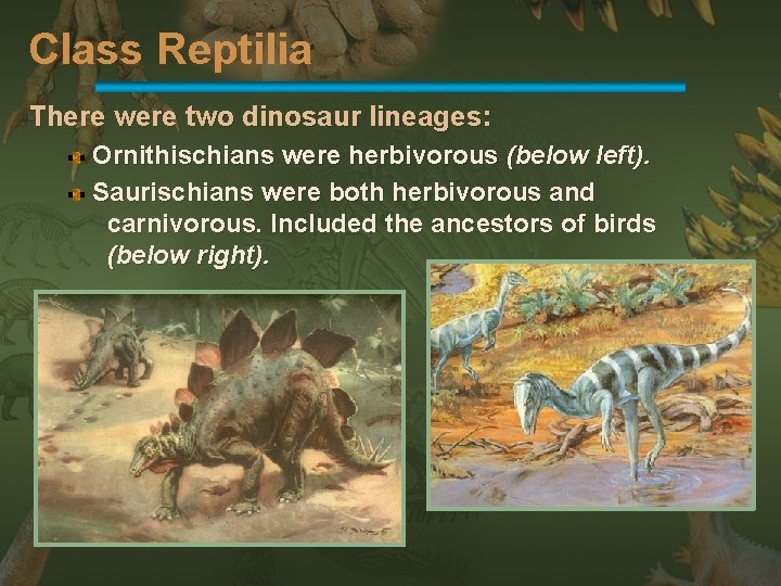 Class Reptilia There were two dinosaur lineages: Ornithischians were herbivorous (below left). Saurischians were