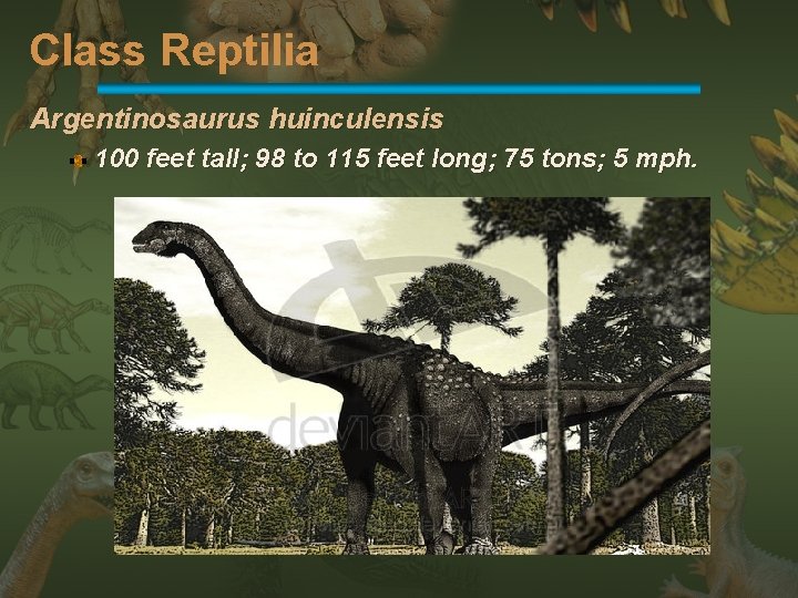 Class Reptilia Argentinosaurus huinculensis 100 feet tall; 98 to 115 feet long; 75 tons;