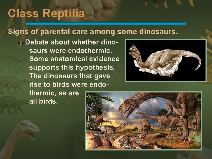 Class Reptilia Signs of parental care among some dinosaurs. Debate about whether dinosaurs were