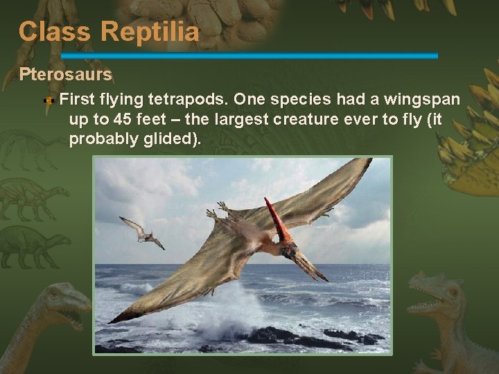 Class Reptilia Pterosaurs First flying tetrapods. One species had a wingspan up to 45