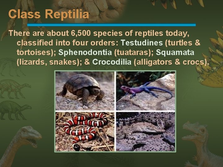 Class Reptilia There about 6, 500 species of reptiles today, classified into four orders: