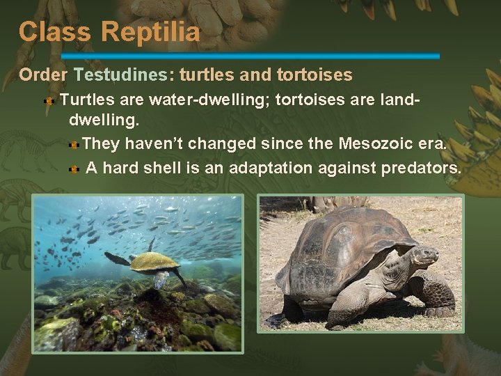 Class Reptilia Order Testudines: turtles and tortoises Turtles are water-dwelling; tortoises are landdwelling. They