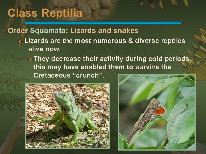 Class Reptilia Order Squamata: Lizards and snakes Lizards are the most numerous & diverse