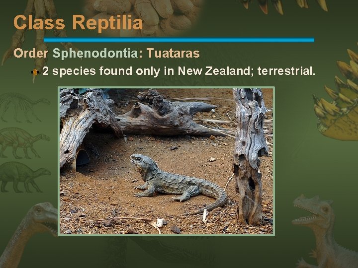 Class Reptilia Order Sphenodontia: Tuataras 2 species found only in New Zealand; terrestrial. 