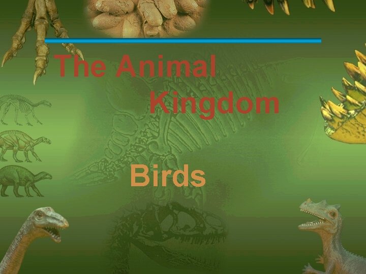 The Animal Kingdom Birds 