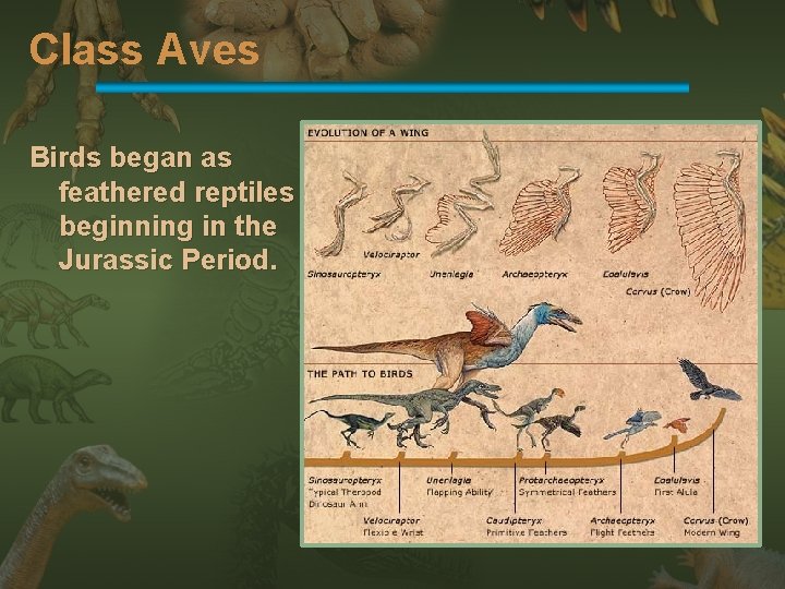 Class Aves Birds began as feathered reptiles beginning in the Jurassic Period. 