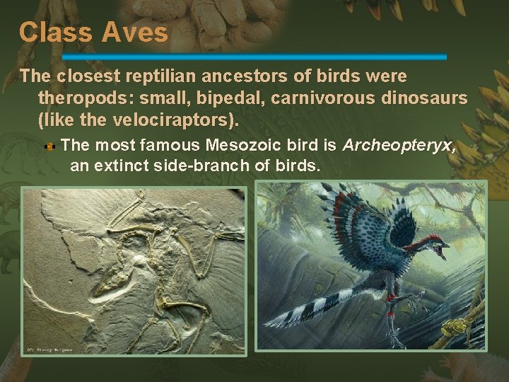 Class Aves The closest reptilian ancestors of birds were theropods: small, bipedal, carnivorous dinosaurs