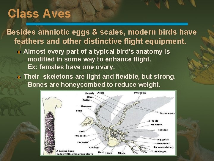 Class Aves Besides amniotic eggs & scales, modern birds have feathers and other distinctive