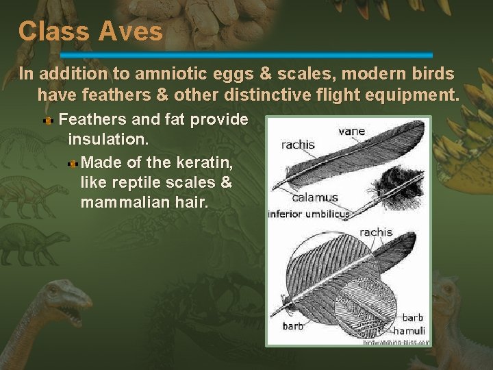 Class Aves In addition to amniotic eggs & scales, modern birds have feathers &