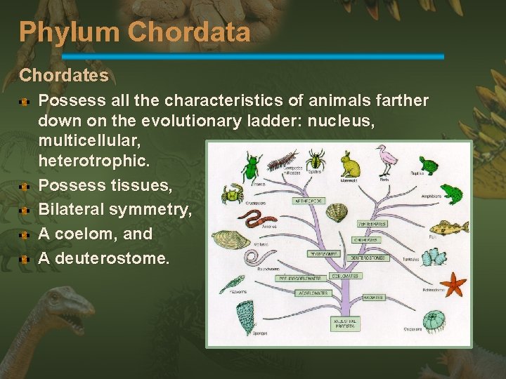 Phylum Chordata Chordates Possess all the characteristics of animals farther down on the evolutionary