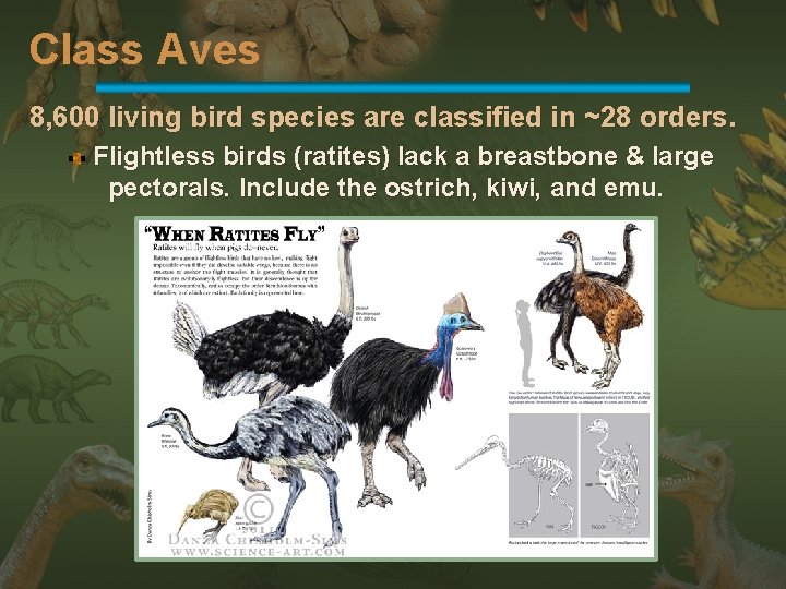 Class Aves 8, 600 living bird species are classified in ~28 orders. Flightless birds