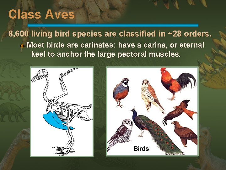 Class Aves 8, 600 living bird species are classified in ~28 orders. Most birds